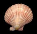 Aequipecten opercularis